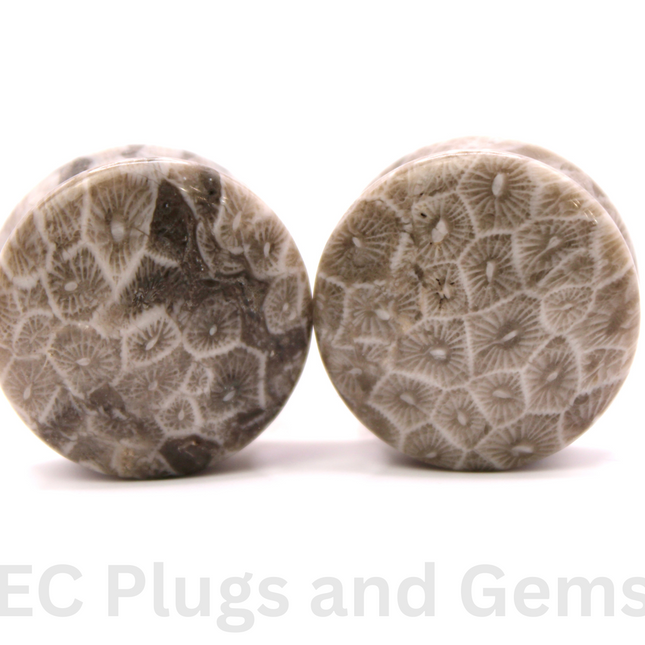 Indonesian Fossilized Coral Plugs Double Flared PAIR - EC Plugs