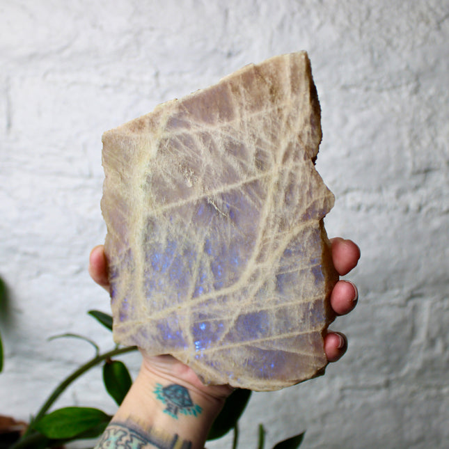 XL Moonstone Slab – High Flash Polished Crystal Slice (Natural Rainbow Moonstone Display Piece)