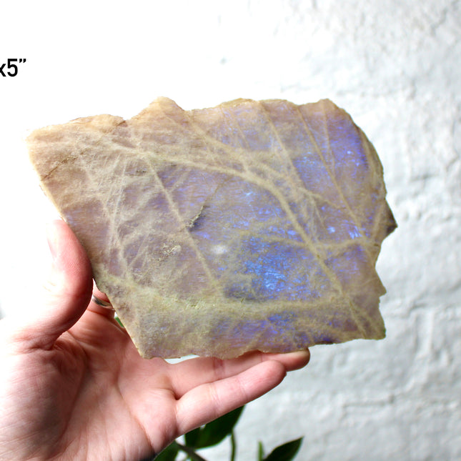 XL Moonstone Slab – High Flash Polished Crystal Slice (Natural Rainbow Moonstone Display Piece)