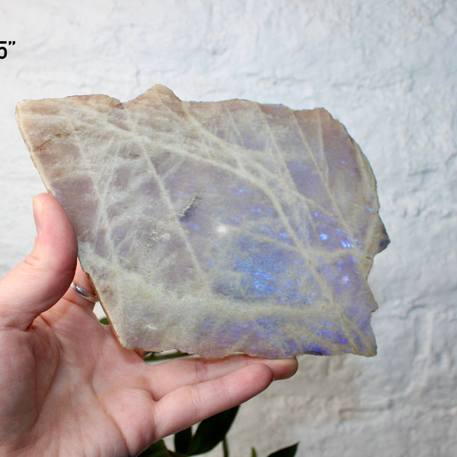 XL Moonstone Slab – High Flash Polished Crystal Slice (Natural Rainbow Moonstone Display Piece)