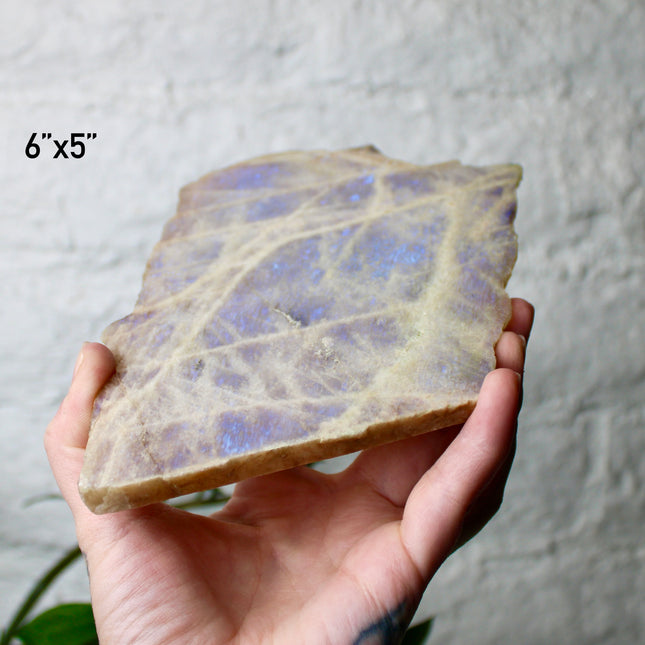 XL Moonstone Slab – High Flash Polished Crystal Slice (Natural Rainbow Moonstone Display Piece)
