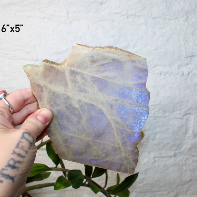 XL Moonstone Slab – High Flash Polished Crystal Slice (Natural Rainbow Moonstone Display Piece)