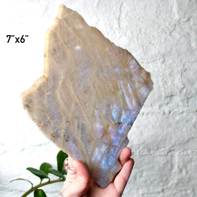 XL Moonstone Slab – High Flash Polished Crystal Slice (Natural Rainbow Moonstone Display Piece)