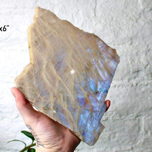 XL Moonstone Slab – High Flash Polished Crystal Slice (Natural Rainbow Moonstone Display Piece)