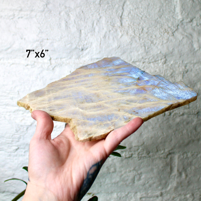 XL Moonstone Slab – High Flash Polished Crystal Slice (Natural Rainbow Moonstone Display Piece)