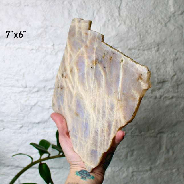 XL Moonstone Slab – High Flash Polished Crystal Slice (Natural Rainbow Moonstone Display Piece)