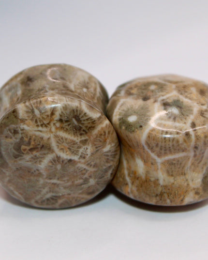 Indonesian fossilized coral EC Plugs