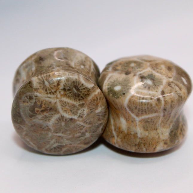 Indonesian fossilized coral EC Plugs