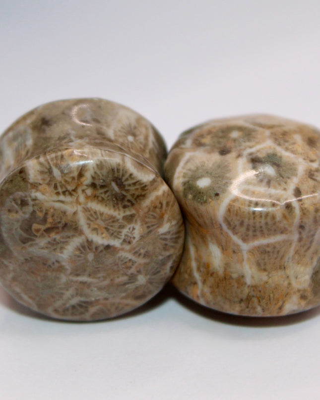 Indonesian fossilized coral EC Plugs