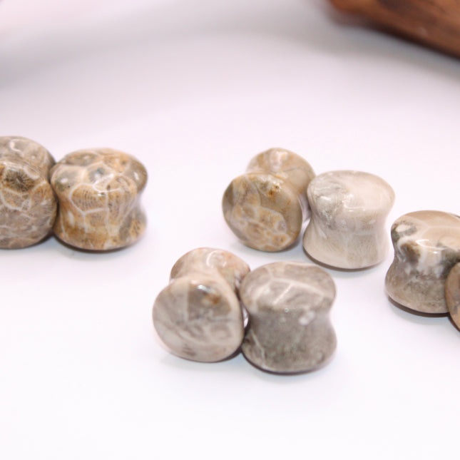 Indonesian fossilized coral EC Plugs and Gems
