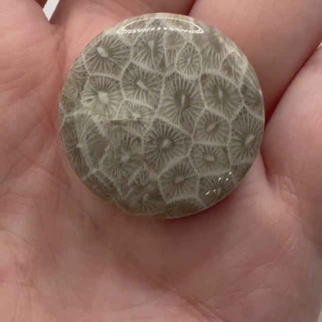 Indonesian Fossilized Coral Plugs Double Flared PAIR 5mm-32mm